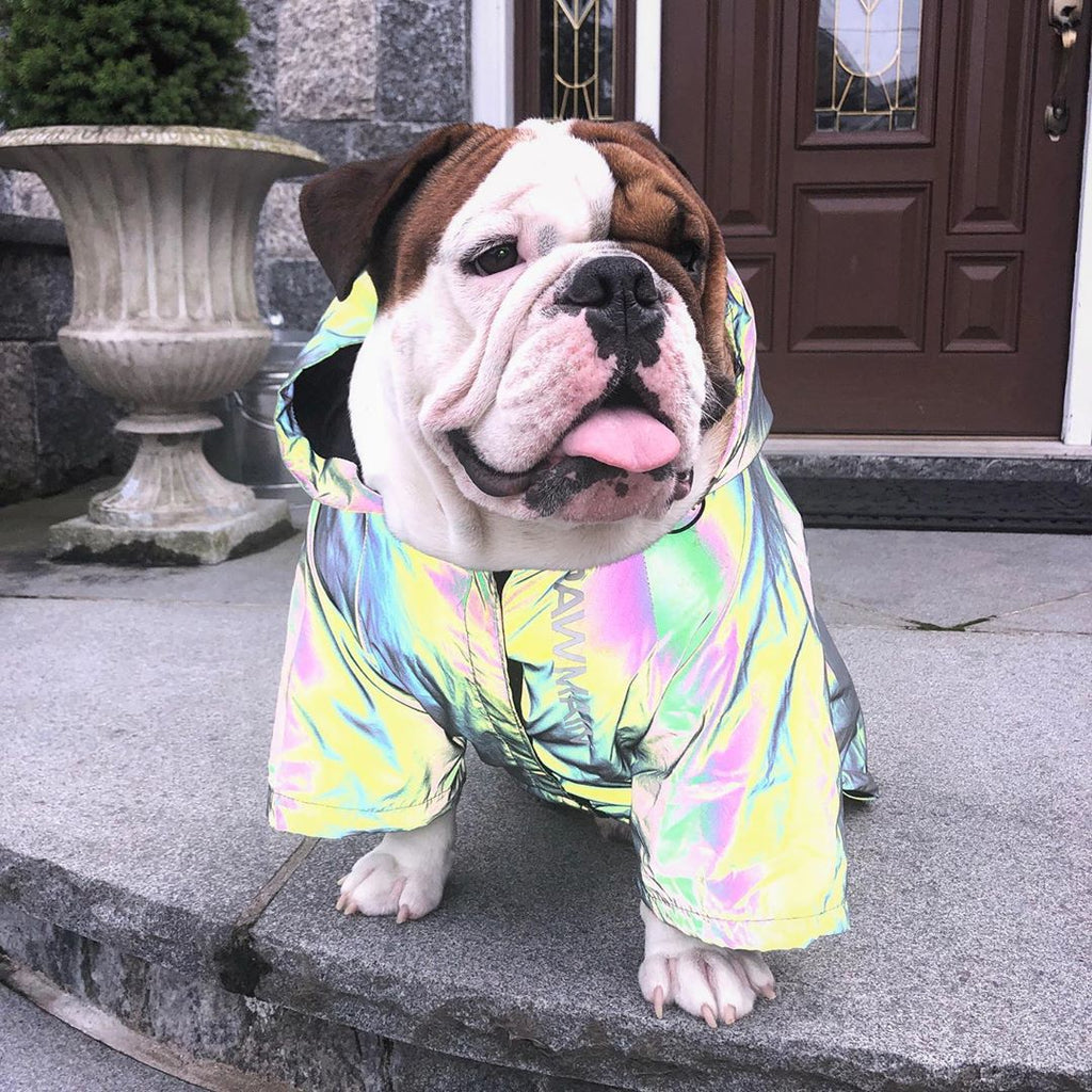 Cappotto per Cani Taglia Grande – Impermeabile Antivento